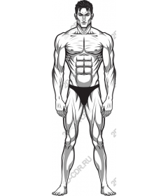 Muscular male figure