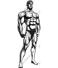 Muscular male fitness and bodybuilding