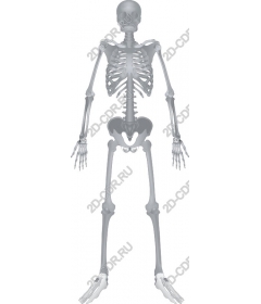  Human skeleton