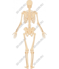  Human skeleton