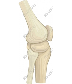 The knee joint of a person
