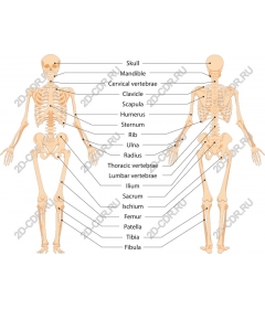  The skeletal system human