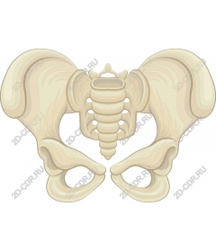 Anatomy of the pelvic bones
