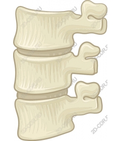  Анатомические позвонки