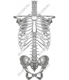  Human skeleton