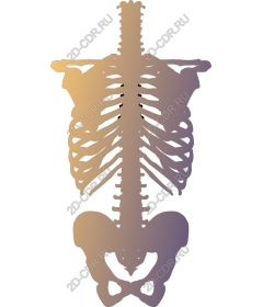  Human skeleton