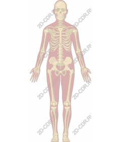  Human skeleton