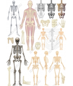 Набор скелетов человека - Комплект