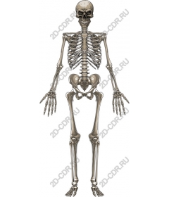  Skeleton
