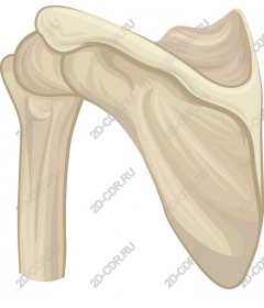 Плечевая кость