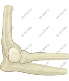  Локтевой сустав человека