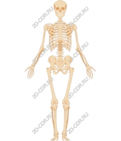  Human skeleton