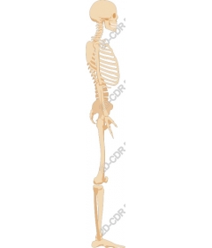 Anatomical skeleton
