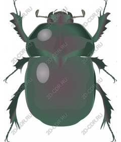 Elegant green beetle