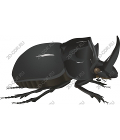  Black Rhinoceros Beetle
