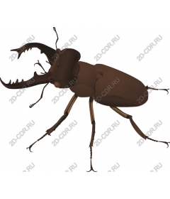 Stag Beetle
