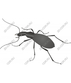  Insect