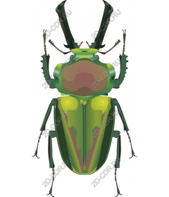 Green Beetle