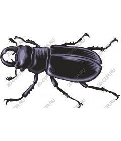 The Intricate Beetle