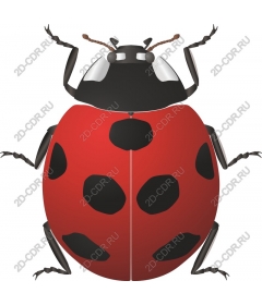 Ladybug - and