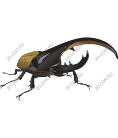 Japanese Rhinoceros Beetle
