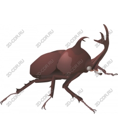 Scarab Beetle