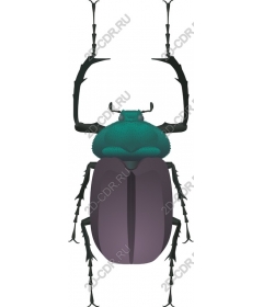  Bright Beetle
