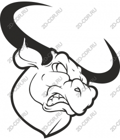 The head of a ferocious bull