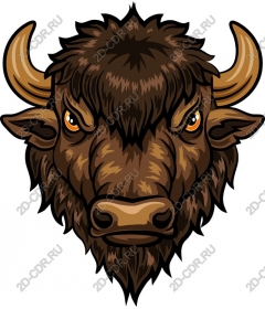 The head of a ferocious bison