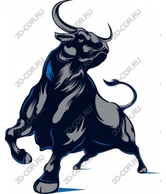  Brawny Bull
