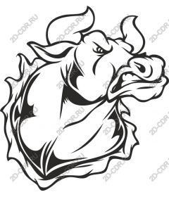 The head of a ferocious bull