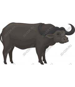 Majestic water Buffalo