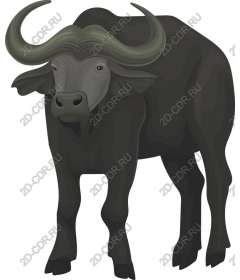 African Buffalo