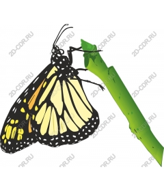  Bright butterfly