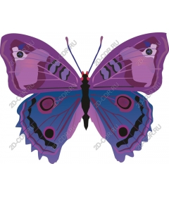  Bright butterfly