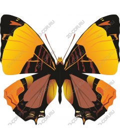  Bright butterfly