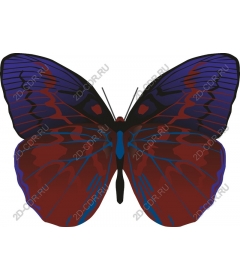  Bright butterfly