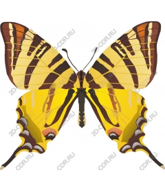  Bright butterfly