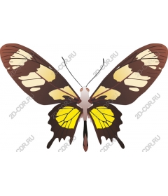  Tropical butterfly