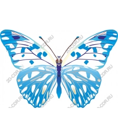  Charming blue butterfly