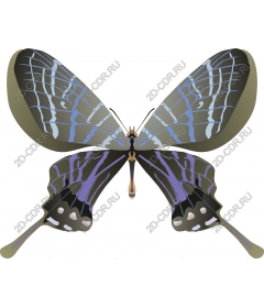  Bright butterfly
