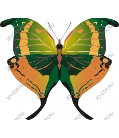  Bright butterfly