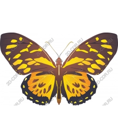 Butterfly Gold Monarch