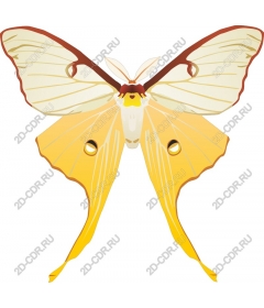  Tropical butterfly