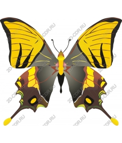 Butterfly sailboat Golden
