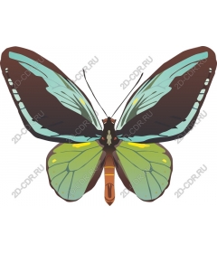  Bright butterfly