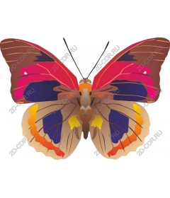  Colorful butterfly