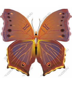  Bright butterfly