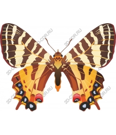  Bright butterfly