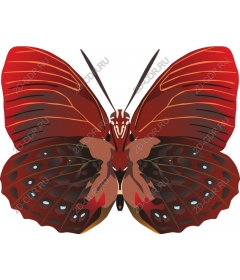  Bright red butterfly